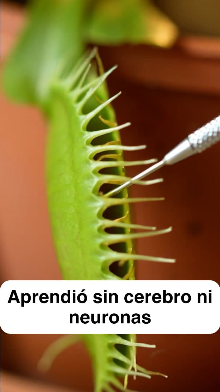 Facebook ad by AcademiaCortex