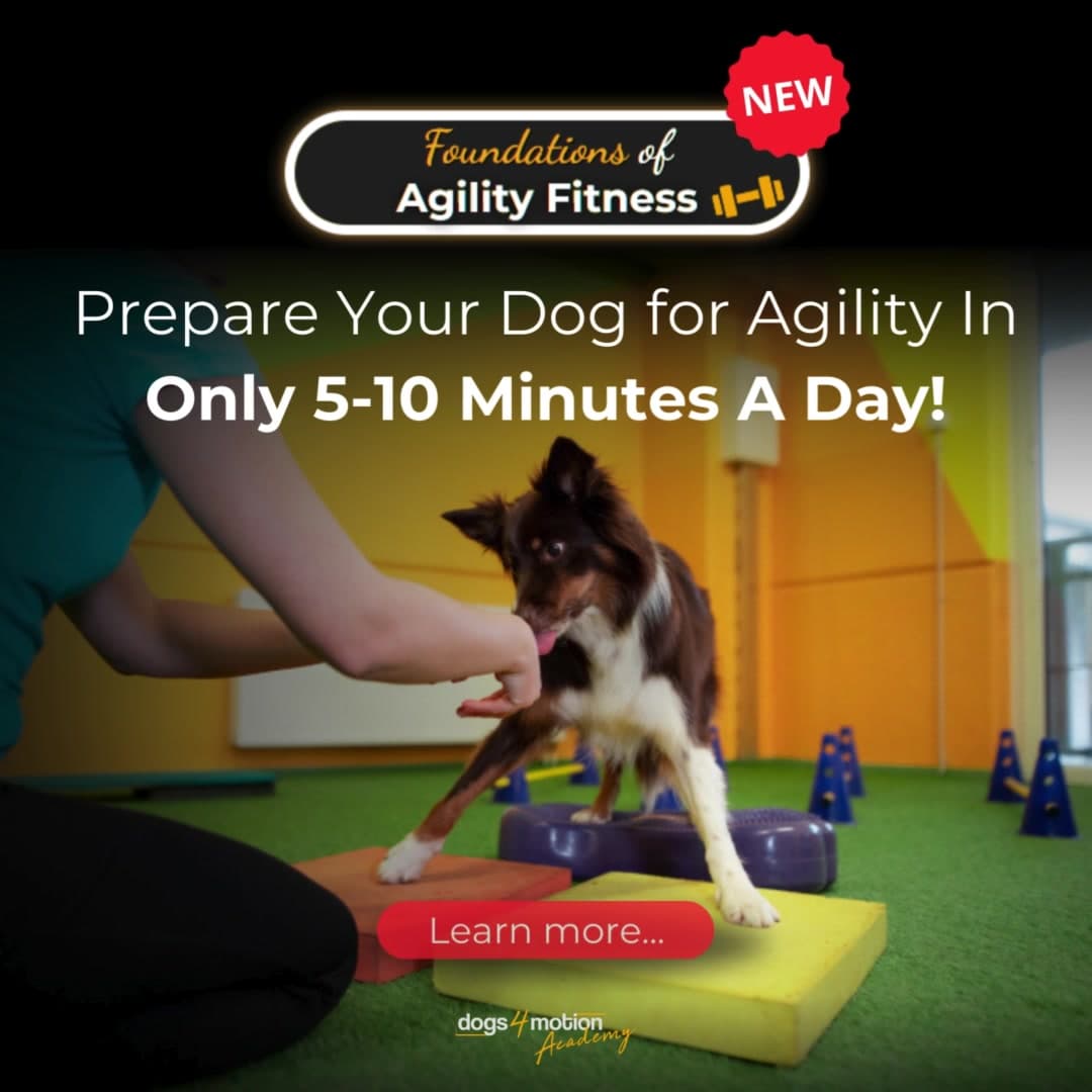 Facebook ad by Dogs4motion Academy for active dogs