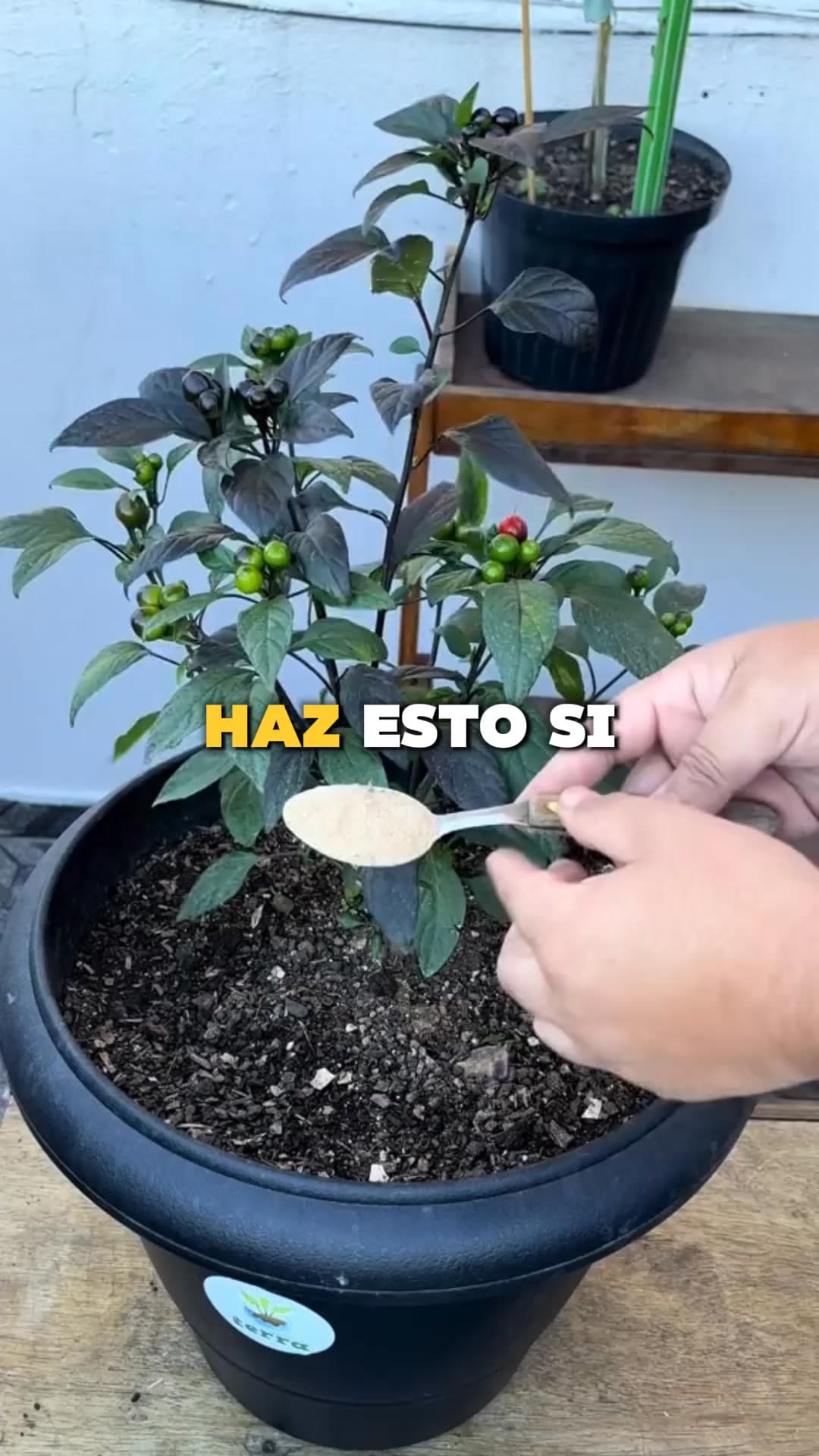 Programa Árboles Frutales ad creative, June 2026