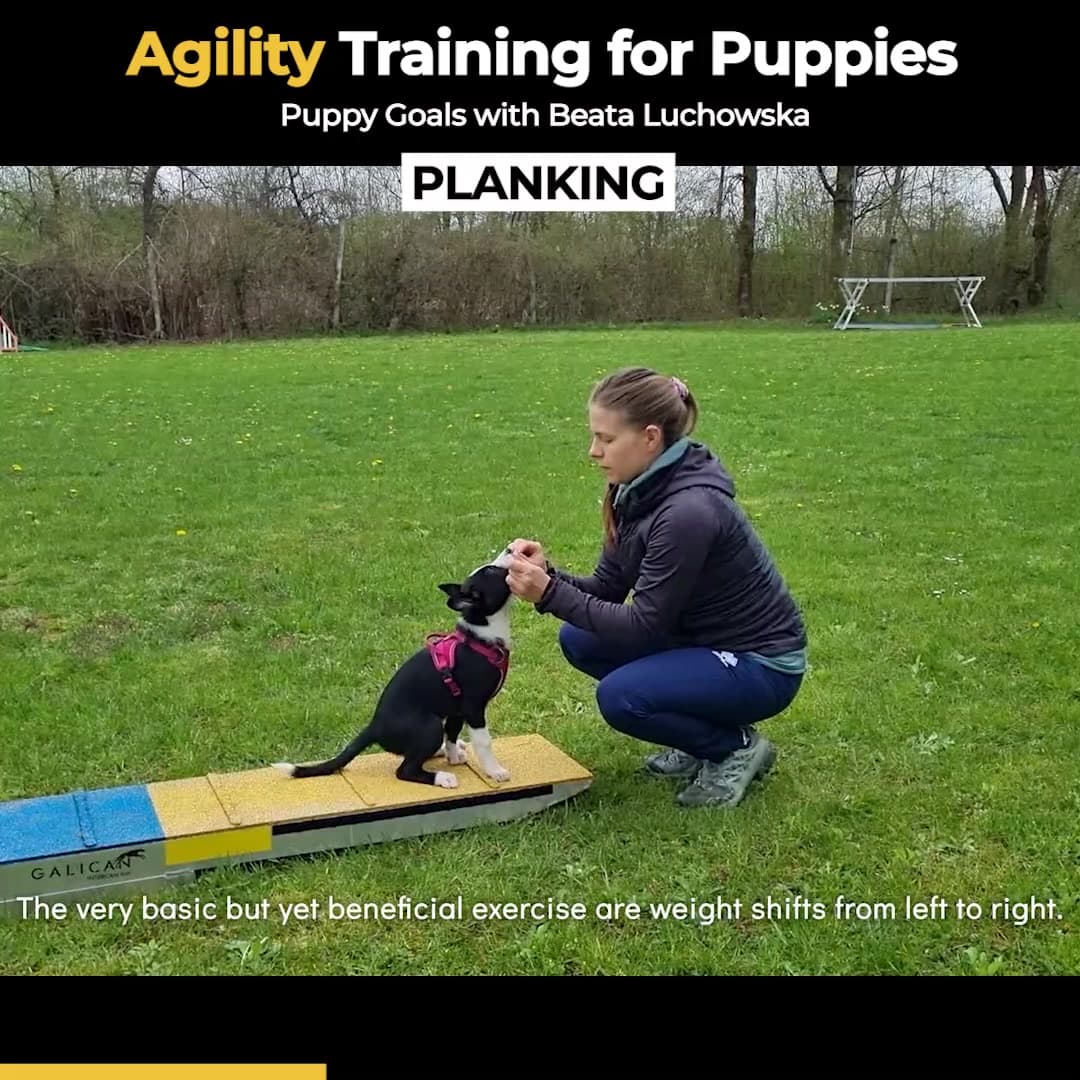 Facebook ad by Dogs4motion Academy for active dogs