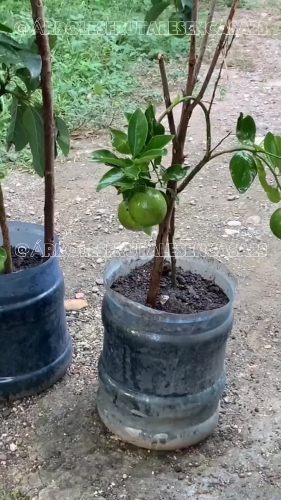 Programa Árboles Frutales ad creative, May 2026
