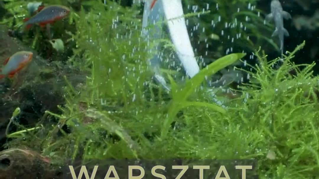 Facebook ad by WarsztatMistrza.pl