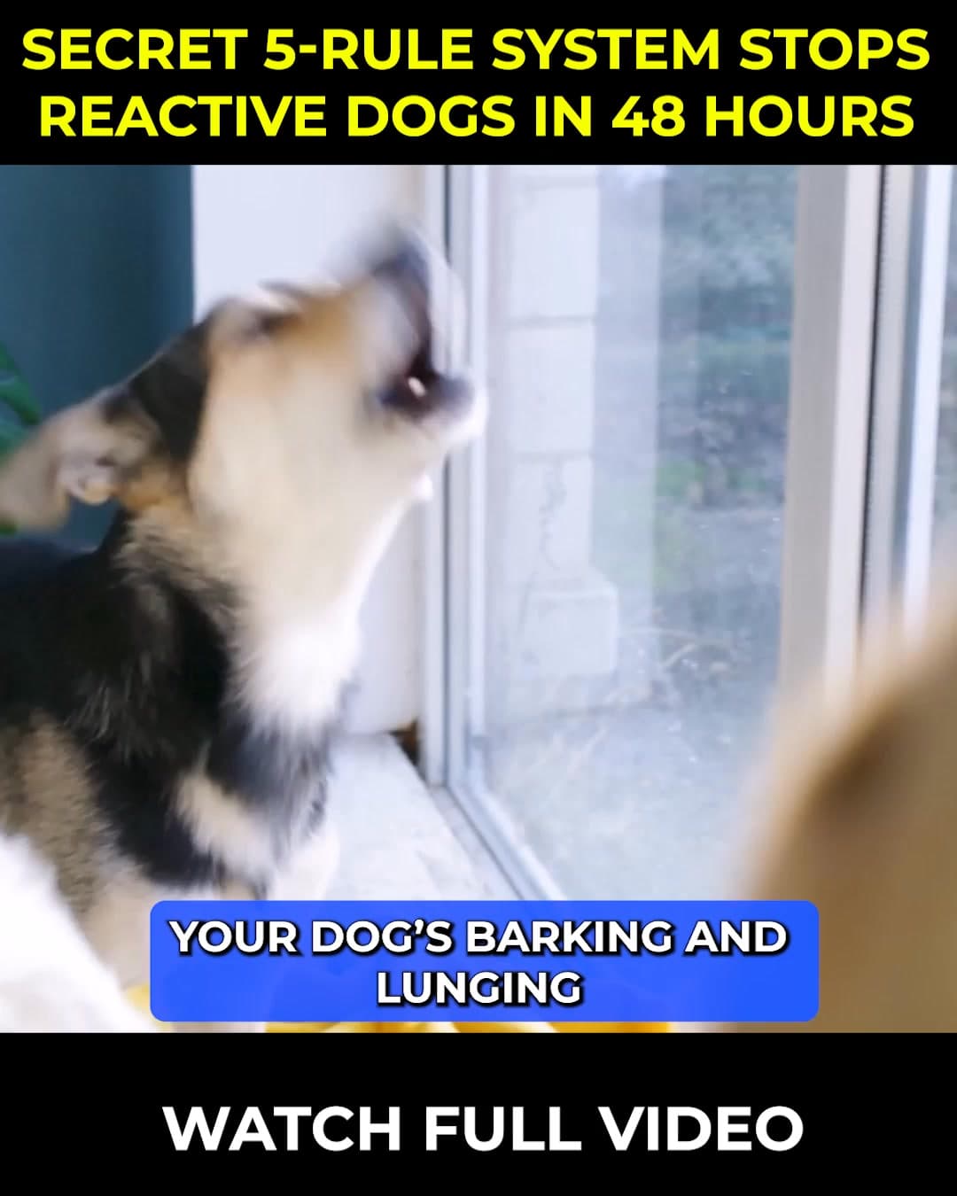 Doggy Dan ad creative, July 2026