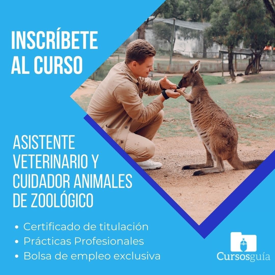 Cursos Guía ad creative, July 2026