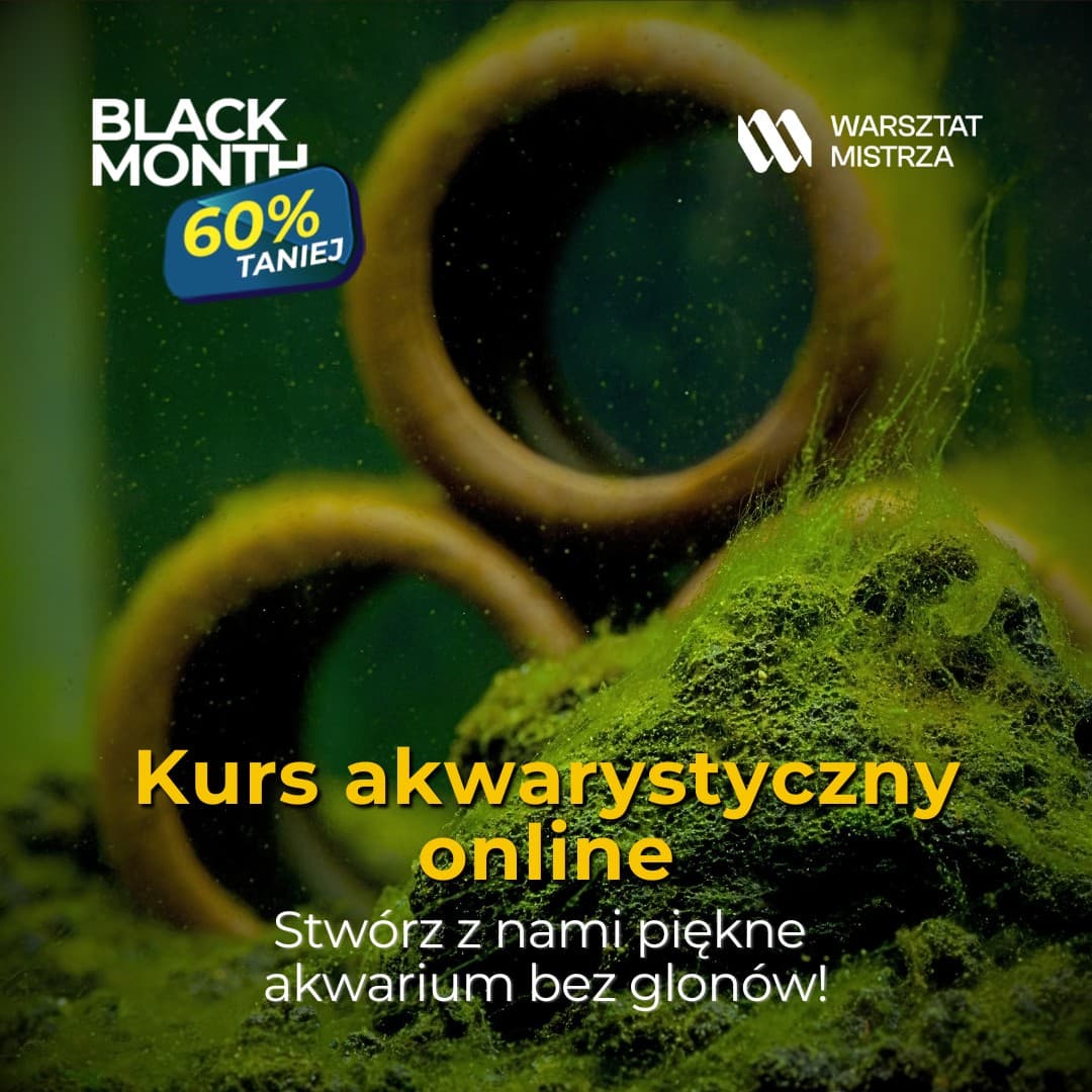 Facebook ad by WarsztatMistrza.pl