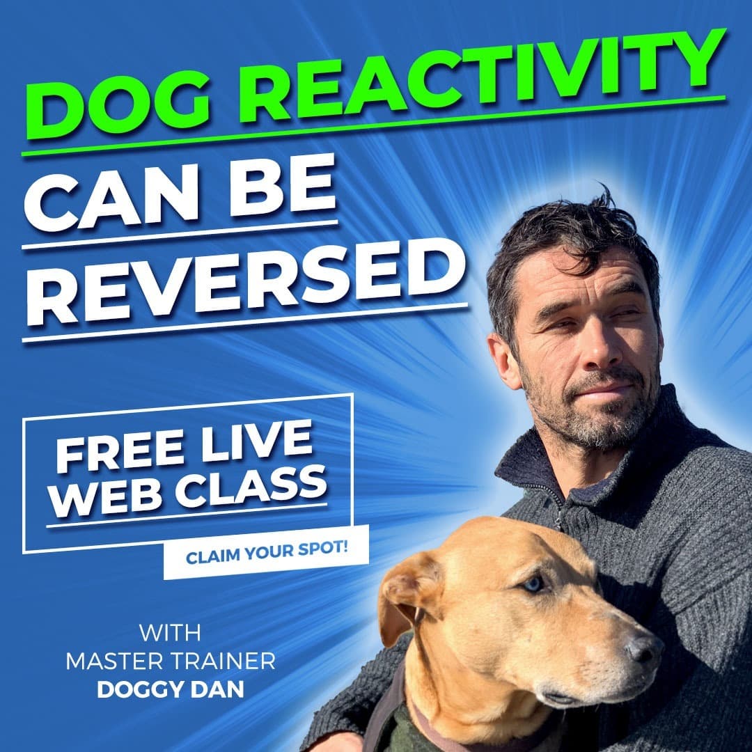Facebook ad by Doggy Dan