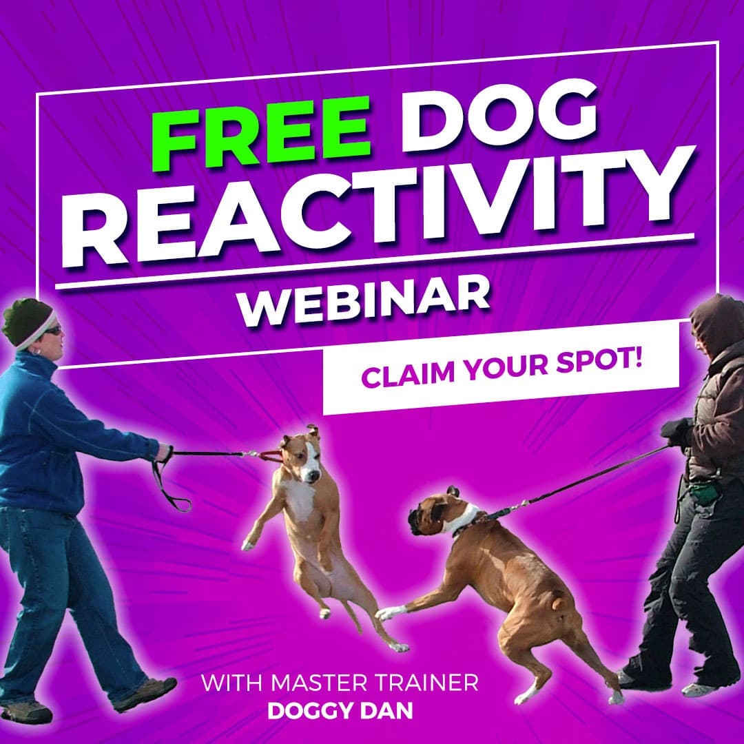 Facebook ad by Doggy Dan
