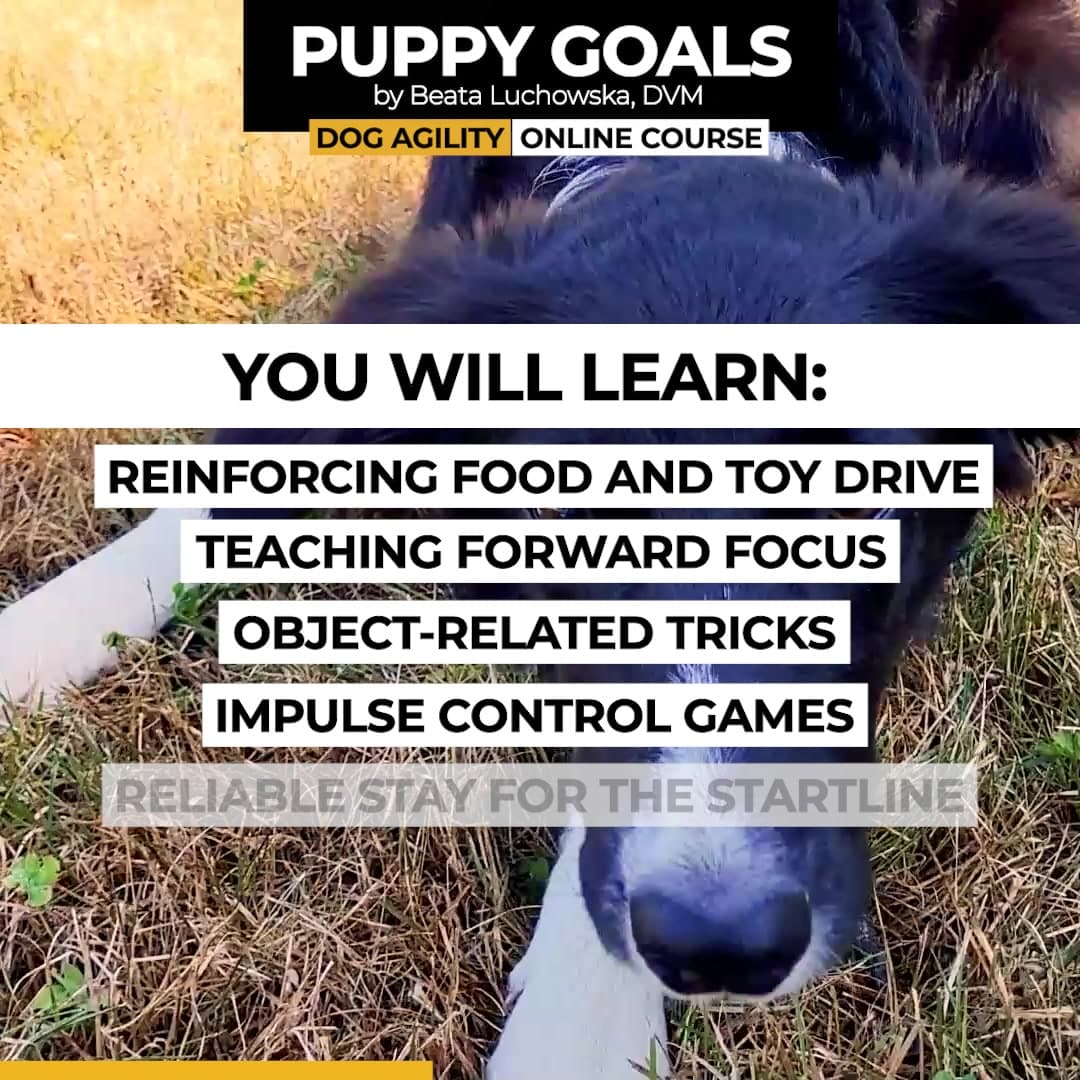 Facebook ad by Dogs4motion Academy for active dogs