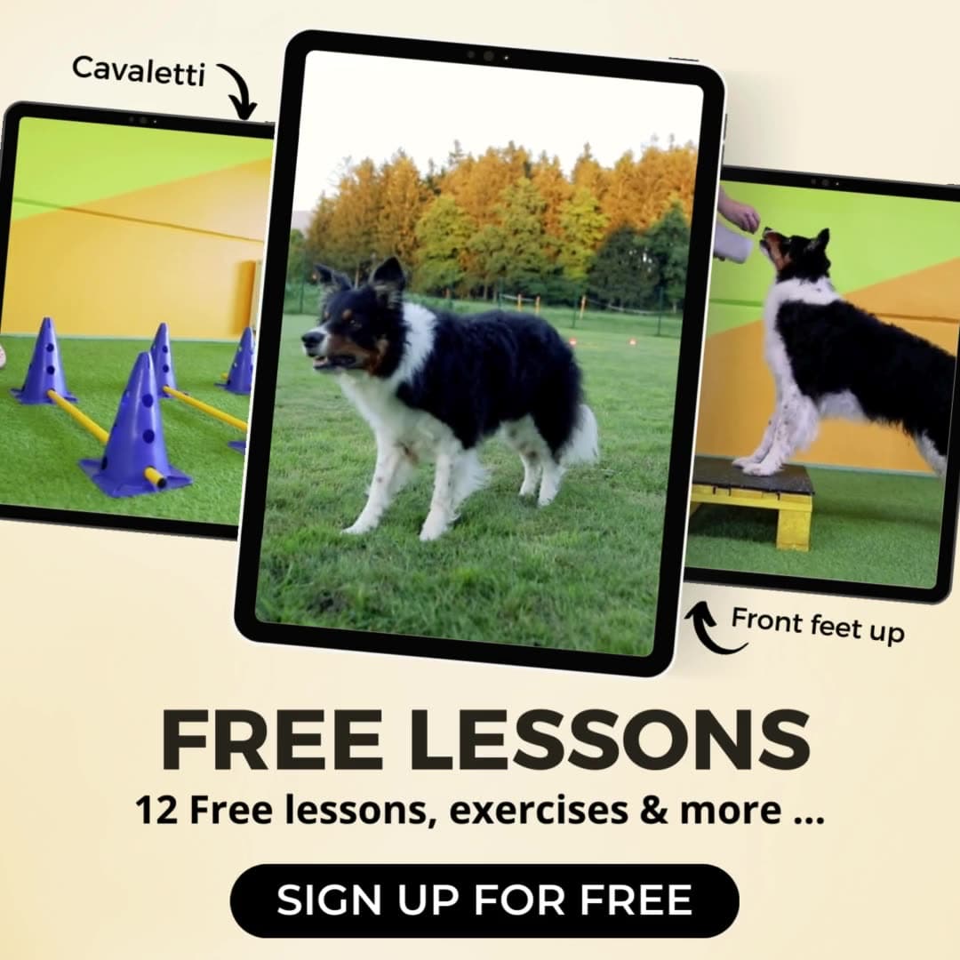 Facebook ad by Dogs4motion Academy for active dogs