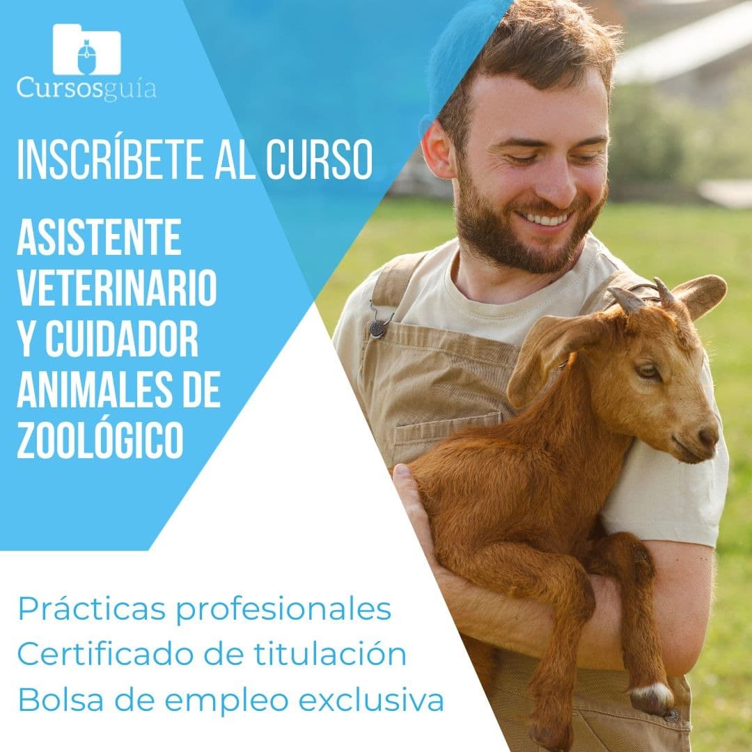 Cursos Guía ad creative, July 2026